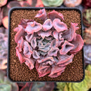 Echeveria 'Trumpet Pinky' 2" Succulent Plant