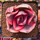 Echeveria 'Golden State' Variegated 2" Succulent Plant