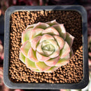 Echeveria 'Malgan' 1" Succulent Plant