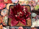 Echeveria Agavoides 'Luming' 3" Succulent Plant