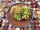 Cremneria 'Chubbs' Crested (Cremnophila linguifolia x Echeveria setosa var. ciliata) 3" Succulent Plant