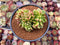 Echeveria 'Chupa Chups' Crested Cluster 4" Succulent Plant