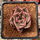 Echeveria Agavoides 'Padma' 2" Succulent Plant
