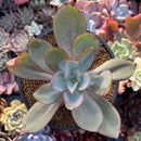 Echeveria 'Rubromarginata' 4"-5" Succulent Plant
