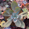 Echeveria 'Rubromarginata' 4"-5" Succulent Plant