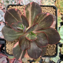 Echeveria 'Primadonna' Variegated 3" Succulent Plant