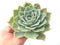 Echeveria 'Silver Queen' Variegated Large Rosette 5" Succulent Plant