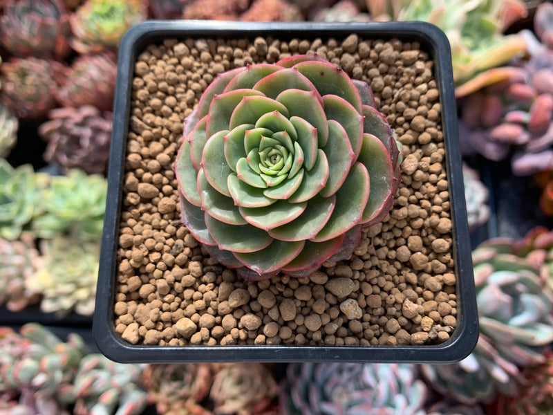 succulent sugar Echeveria 'Sugar Baby' 1" Succulent Plant