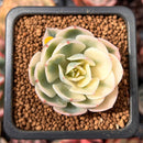 Echeveria 'Compton Carousel' Variegated 1"-2" Succulent Plant