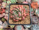Echeveria Agavoides 'Piano' 3" Succulent Plant
