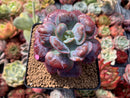Echeveria 'Hearts Delight' 3" Succulent Plant