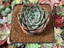 Echeveria 'Contra' 2"-3" New Hybrid Succulent Plant