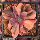 Echeveria 'Hanaikada' Variegated 2" Succulent Plant