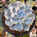 Echeveria 'Crispate Beauty' 3"-4" Succulent Plant