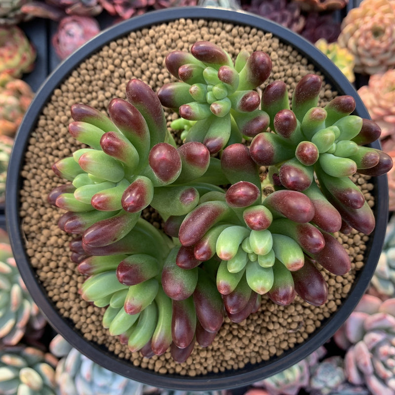 sedum rubrotinctum succulent Sedum 'Rubrotinctum' Cluster 4" Succulent Plant – True Succulents Plant Co