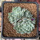 Echeveria 'Primera' Crested 1"-2" Succulent Plant