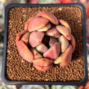 Echeveria 'Cherry Bomb' 2" New Seed Grown Hybrid Succulent Plant