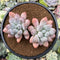 Pachyphytum 'Deokman' 3" Powdery Succulent Plant