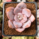 Echeveria 'Florence' 2" Succulent Plant
