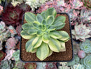 Echeveria 'Bob Jolly' Variegated 3" Succulent Plant