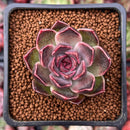 Echeveria 'Fushike' 1" Succulent Plant