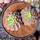 Echeveria 'Red Top' 4" Cluster Succulent Plant