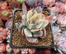 Echeveria 'Holwayi' Variegated 3" Succulent Plant