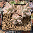 Graptoveria 'Titubans' Variegated 3"-4" Succulent Plant