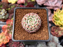 Echeveria 'White Farm' 1" Succulent Plant