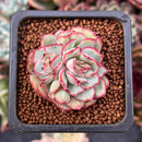 Echeveria 'Esther' Variegated/Mutated 1" Succulent Plant