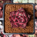 Echeveria Agavoides 'Red Ebony' 2" Succulent Plant