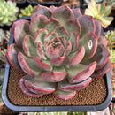 Echeveria 'Glam Pink' 6" Extremely LARGE Succulent Plant