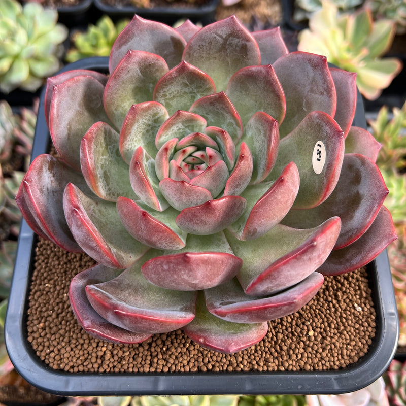 large pink succulents Echeveria 'Glam Pink' 6" Extremely LARGE Succulent Plant