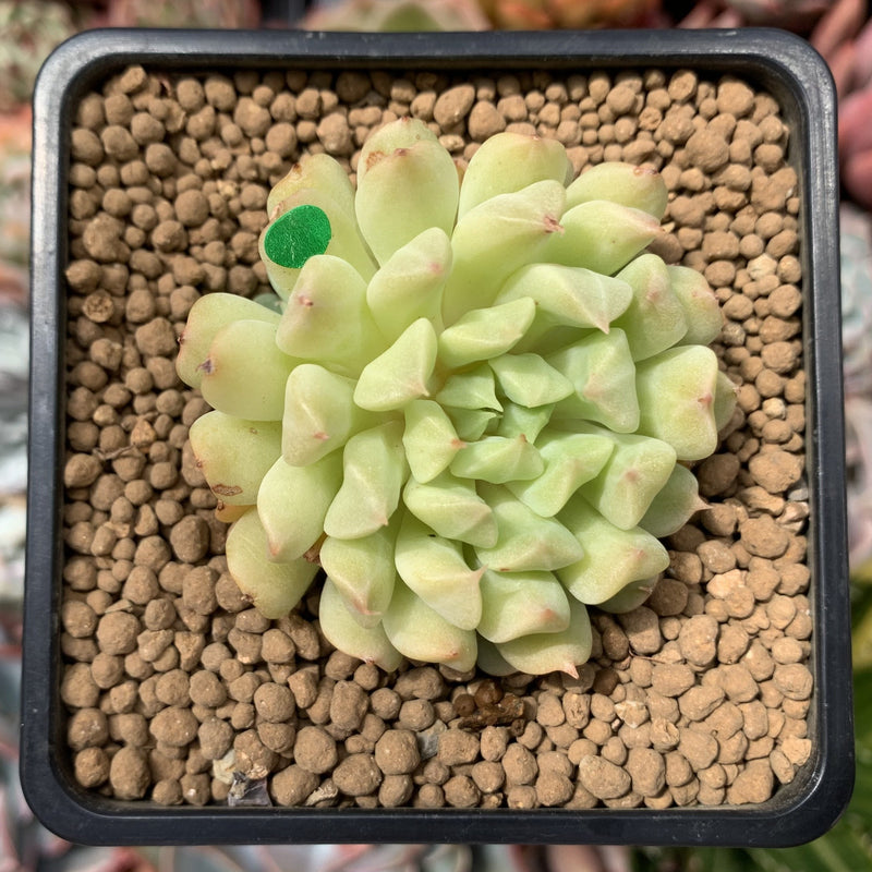 irish succulent Echeveria 'Irish Mint' 2" Succulent Plant – True Succulents Plant Co
