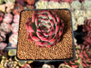 Echeveria Agavoides 'Fire Pillar' 2" Succulent Plant
