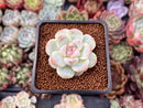 Echeveria 'Icy Green' 1" Powdery Succulent Plant