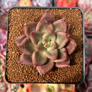 Echeveria Agavoides 'Shaikh' 2" Succulent Plant