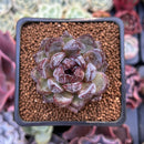 Echeveria 'Citrine' 1"-2" Seed Grown Air Magic Hybrid Succulent Plant