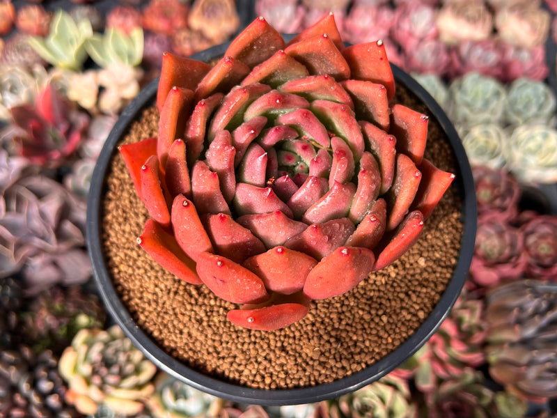 orange flame succulent Echeveria Agavoides 'Flame' New Hybrid 5" Succulent Plant – True Succulents Plant Co