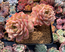 Echeveria 'Ben Badis' 5" Cluster Succulent Plant