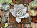 Echeveria 'Laui' 2" Powdery Succulent Plant