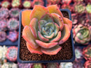 Echeveria 'Fortune Purple' 2" Succulent Plant