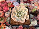 Echeveria Runyonii Variegated (Aka Echeveria 'Akaihosi' Variegated) 2" Succulent Plant