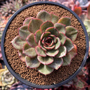 Echeveria Agavoides 'Red Fantasy' 3" Succulent Plant