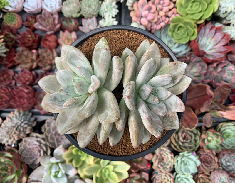 jewel succulent Echeveria 'Jin-Joo-Hee' 5" Large Succulent Plant – True Succulents Plant Co