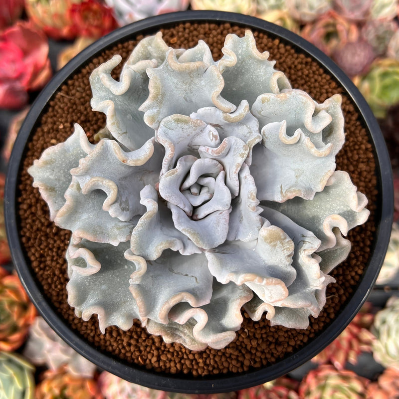 crispate beauty succulent Echeveria 'Crispate Beauty' 4" Large Succulent Plant – True Succulents Plant Co
