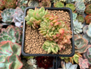 Echeveria Agavoides 'Red Gilva' Crested 2" Succulent Plant