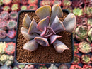 Echeveria 'Perle von Nurnberg' Trumpeting Form (Not Trumpet Pinky) 2"-3" Succulent Plant