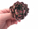 Echeveria Agavoides Sp 3” Rare Succulent Plant