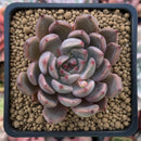 Echeveria Agavoides 'Magic Plot' 2" Succulent Plant